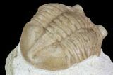 Juvenile Asaphus Latus Trilobite - Russia #89071-3